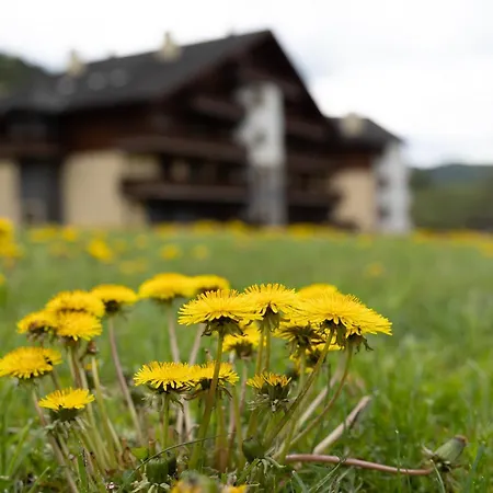 Rodinny Slnecnica Tale