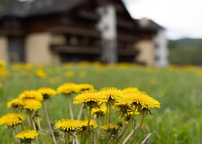 Rodinny Slnecnica Tále